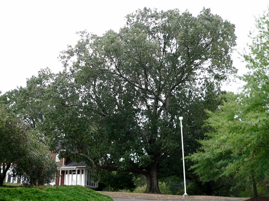 quercus pagoda