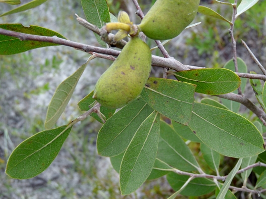 Asimina incana