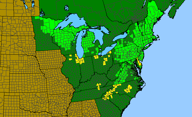 The range of Comptonia peregrina