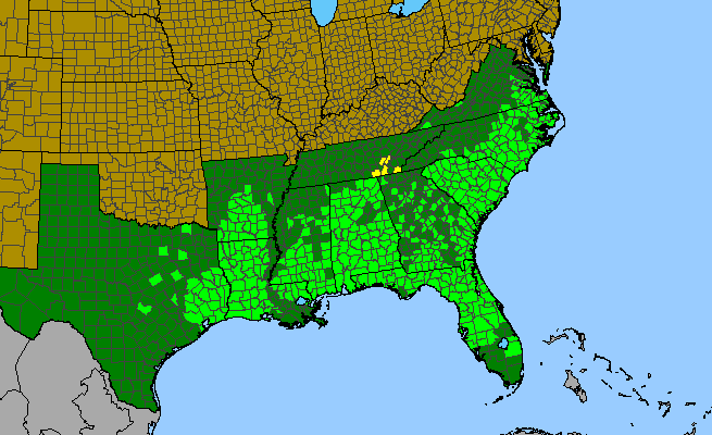 The range of Gelsemium sempervirens