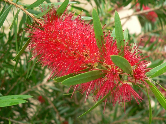 Melaleuca citrina