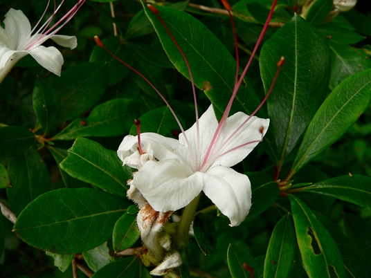 Rhododendron arborescens