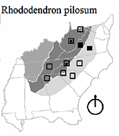 The range of Rhododendron pilosum