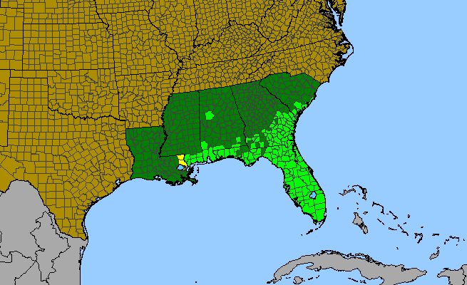 The range of Serenoa repens