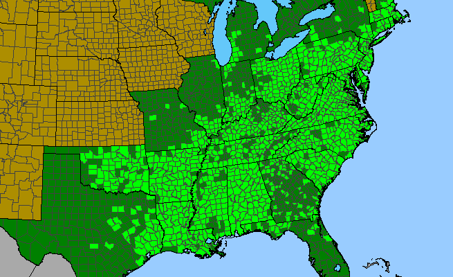 The range of Smilax rotundifolia