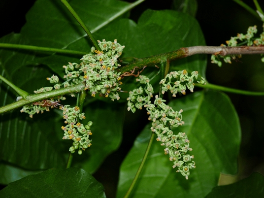 Toxicodendron radicans