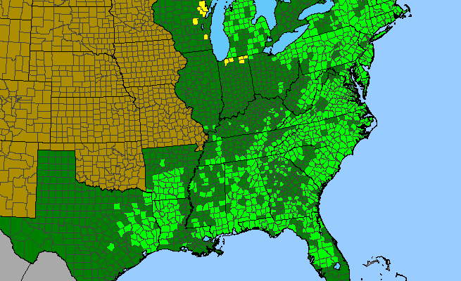 The range of Viburnum cassinoides