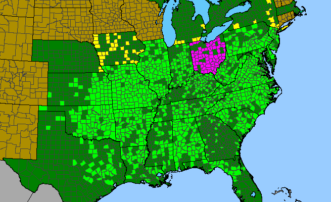 The range of Vitis vulpina