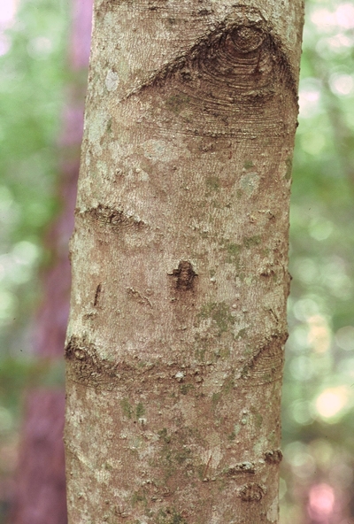 Acer leucoderme