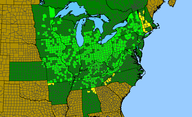 The native range of Acer nigrum