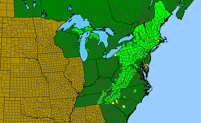 The native range of Acer pensylvanicum