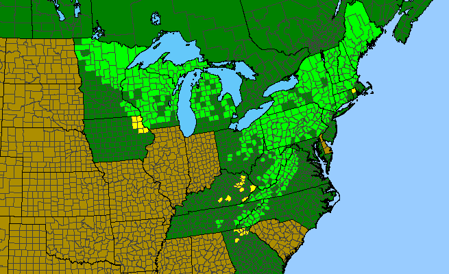 The native range of Acer spicatum