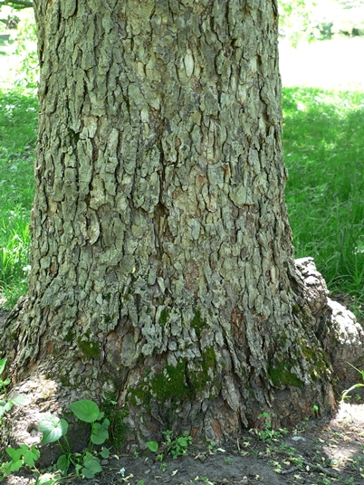 Aesculus glabra