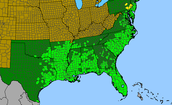 The range of Baccharis halimifolia