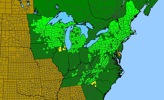 The range of Betula alleghaniensis