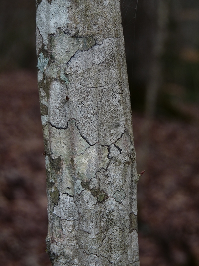 Carpinus caroliniana