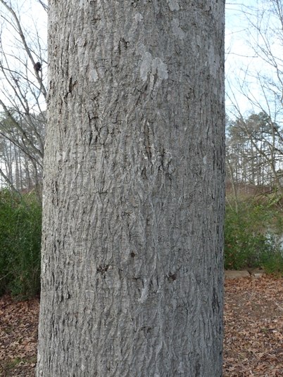 Carya cordiformis