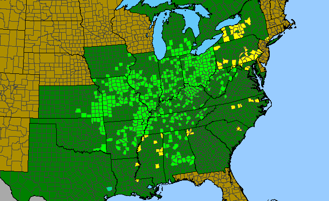 The range of Carya laciniosa