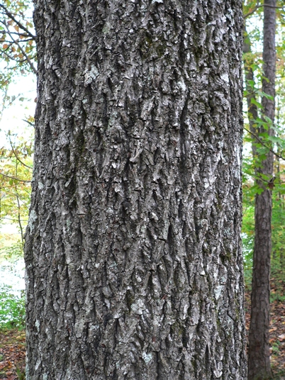 Carya tomentosa