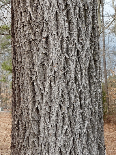 Carya Tomentosa