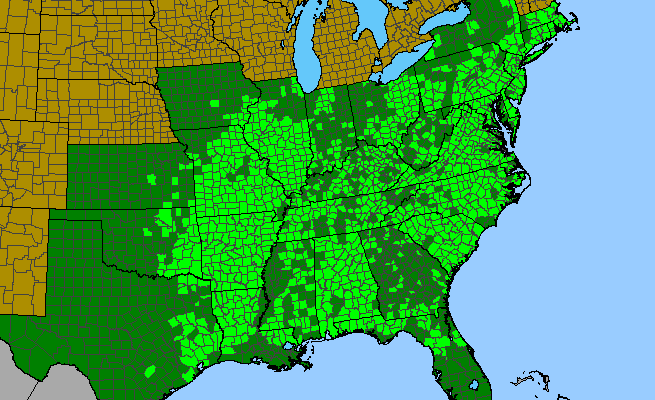 The range of Carya tomentosa