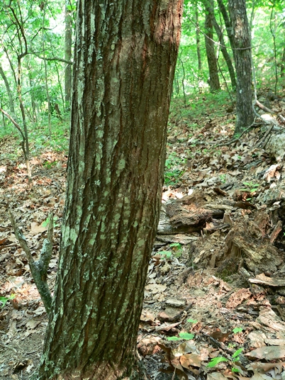 Castanea dentata