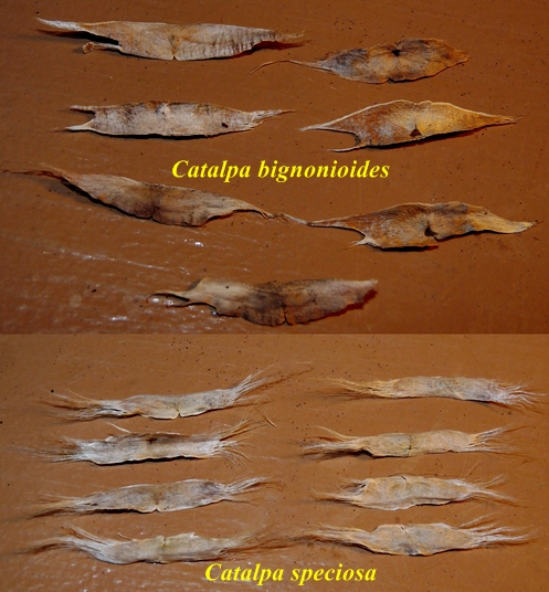 {C. bignonioides & C. speciosa}