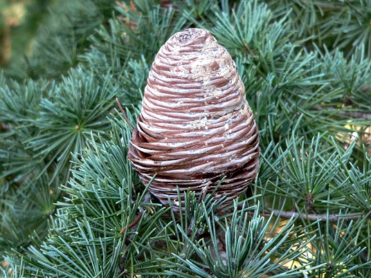Cedrus deodara