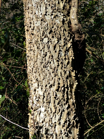 Celtis laevigata