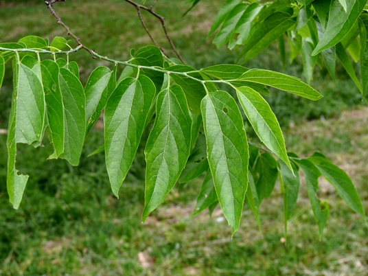 Celtis laevigata