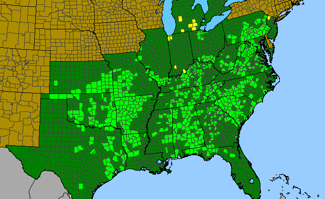 The range of Celtis tenuifolia