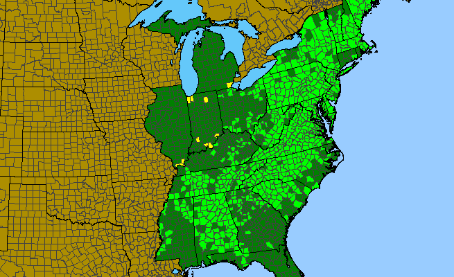 The range of Cornus amomum