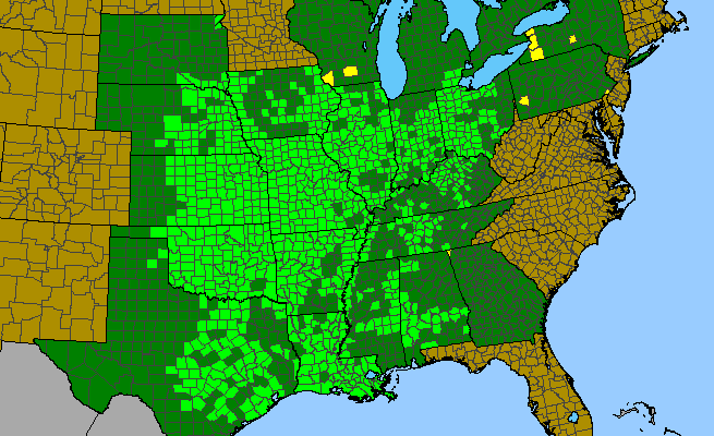 The range of Cornus drummondii