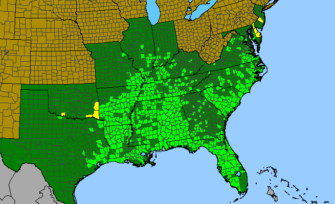 The range of Cornus stricta