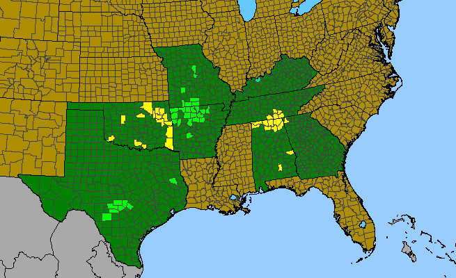 The range of Cotinus obovata