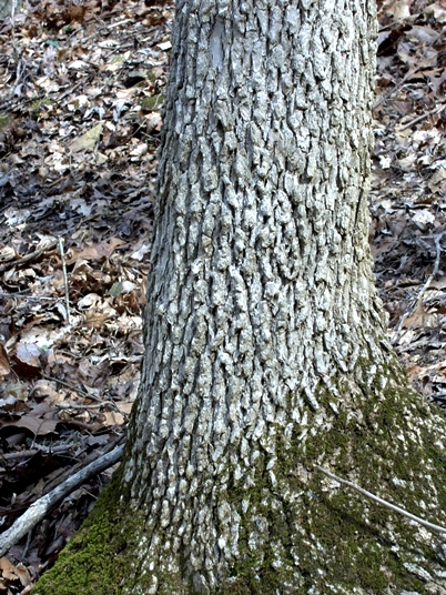 Fraxinus quadrangulata