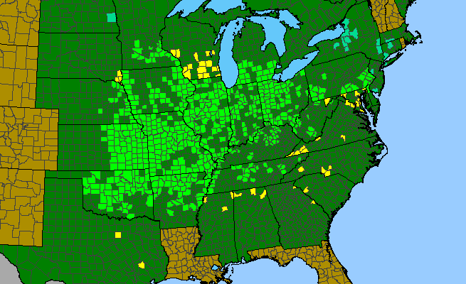 The range of Gymnocladus dioicus