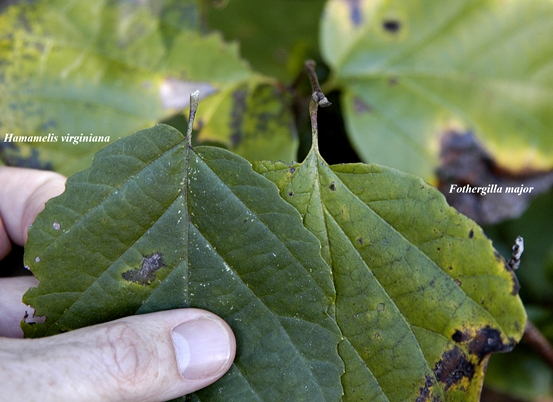 {Hamamelis vs. Fothergilla}