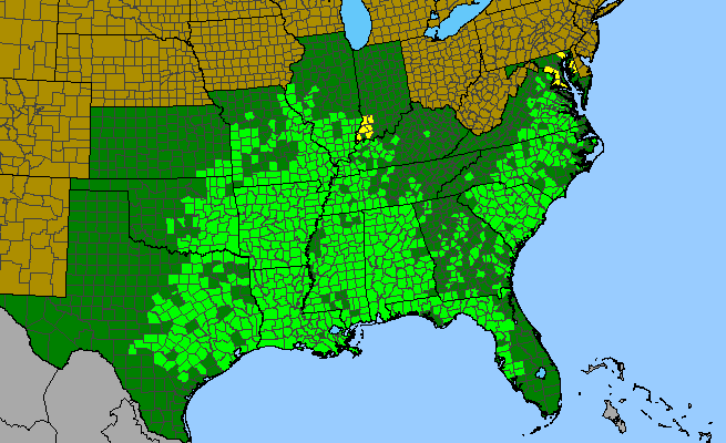 The range of Ilex decidua