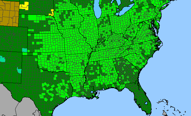 The range of Juglans nigra
