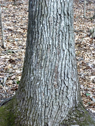 Liquidambar styraciflua