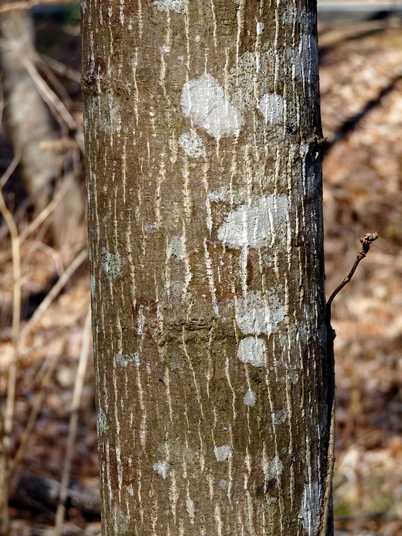 Liriodendron tulipifera