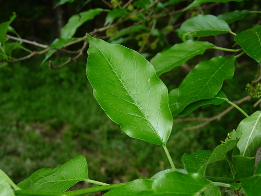 Maclura pomifera