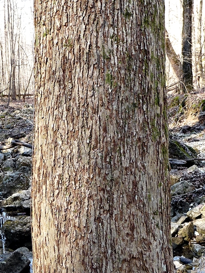 Magnolia acuminata