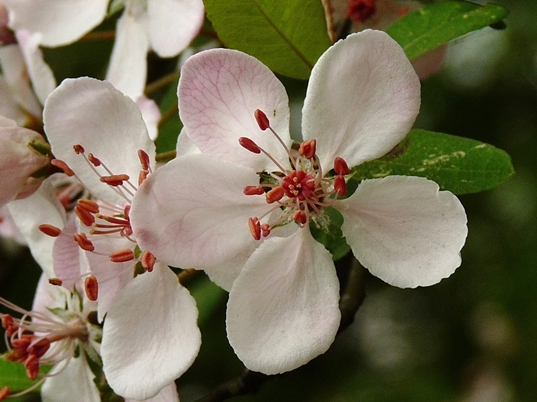 Malus angustifolia