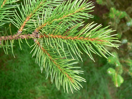 Picea rubens