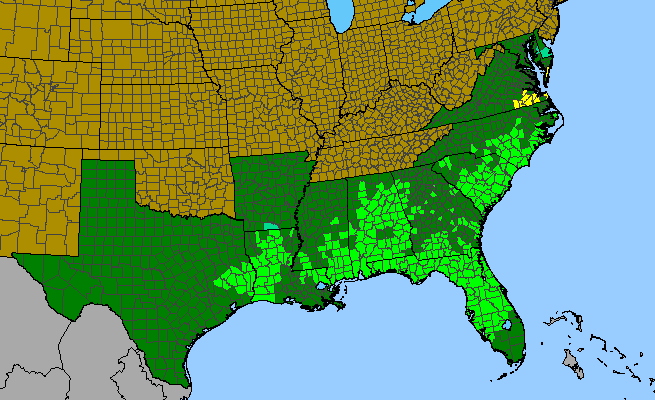 The range of Pinus palustris