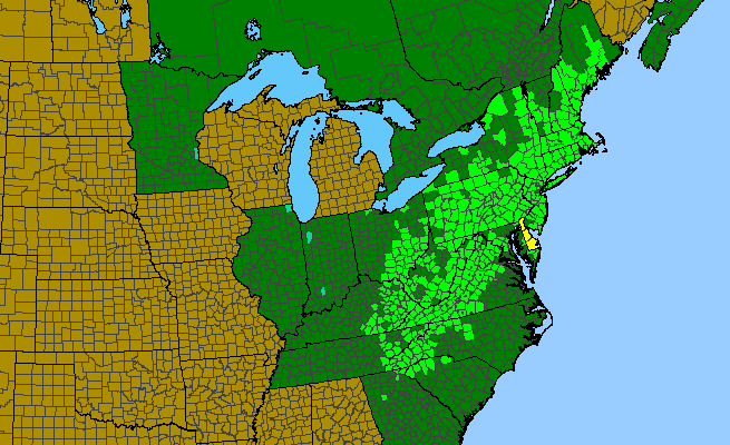 The range of Pinus rigida