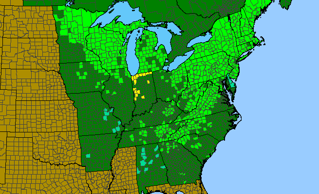The range of Pinus strobus
