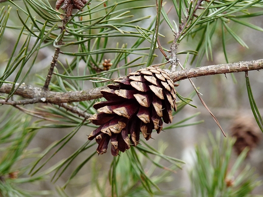 Pinus virginiana